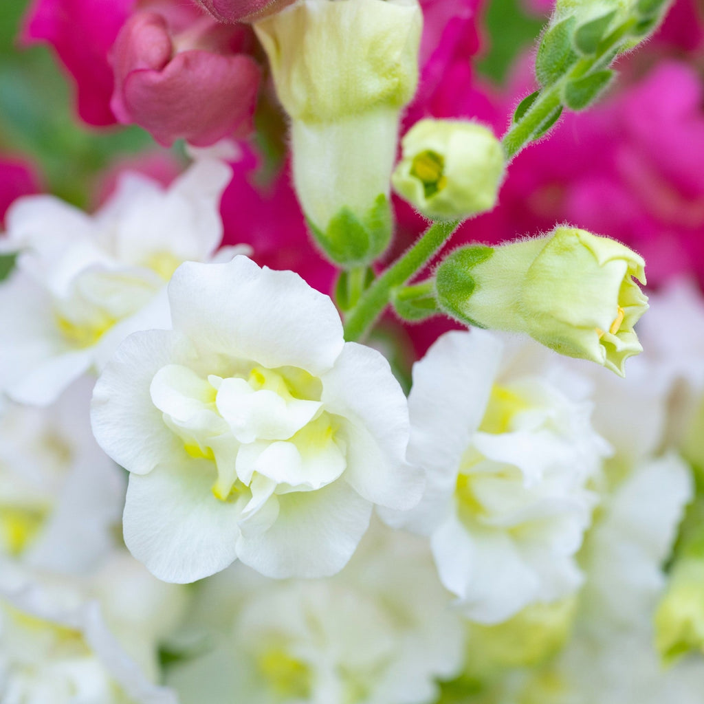 25 Double MADAME BUTTERFLY SNAPDRAGON Mixed Colors Antirrhinum Majus Flower Seeds