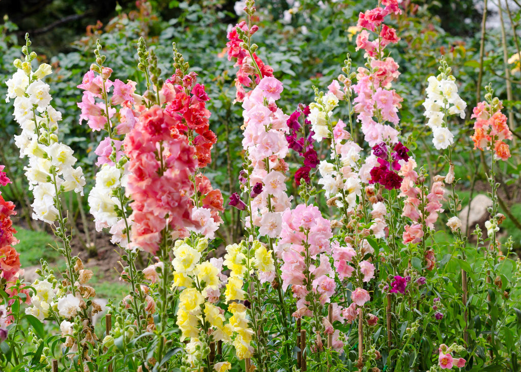 25 Double MADAME BUTTERFLY SNAPDRAGON Mixed Colors Antirrhinum Majus Flower Seeds