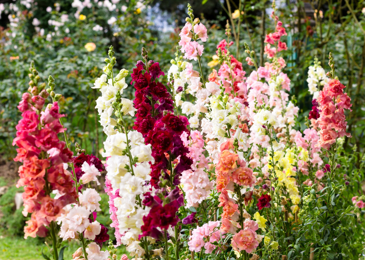 25 Double MADAME BUTTERFLY SNAPDRAGON Mixed Colors Antirrhinum Majus Flower Seeds