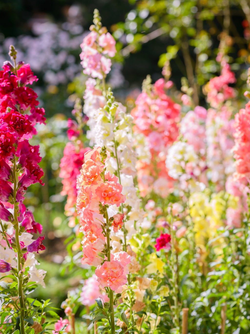 25 Double MADAME BUTTERFLY SNAPDRAGON Mixed Colors Antirrhinum Majus Flower Seeds