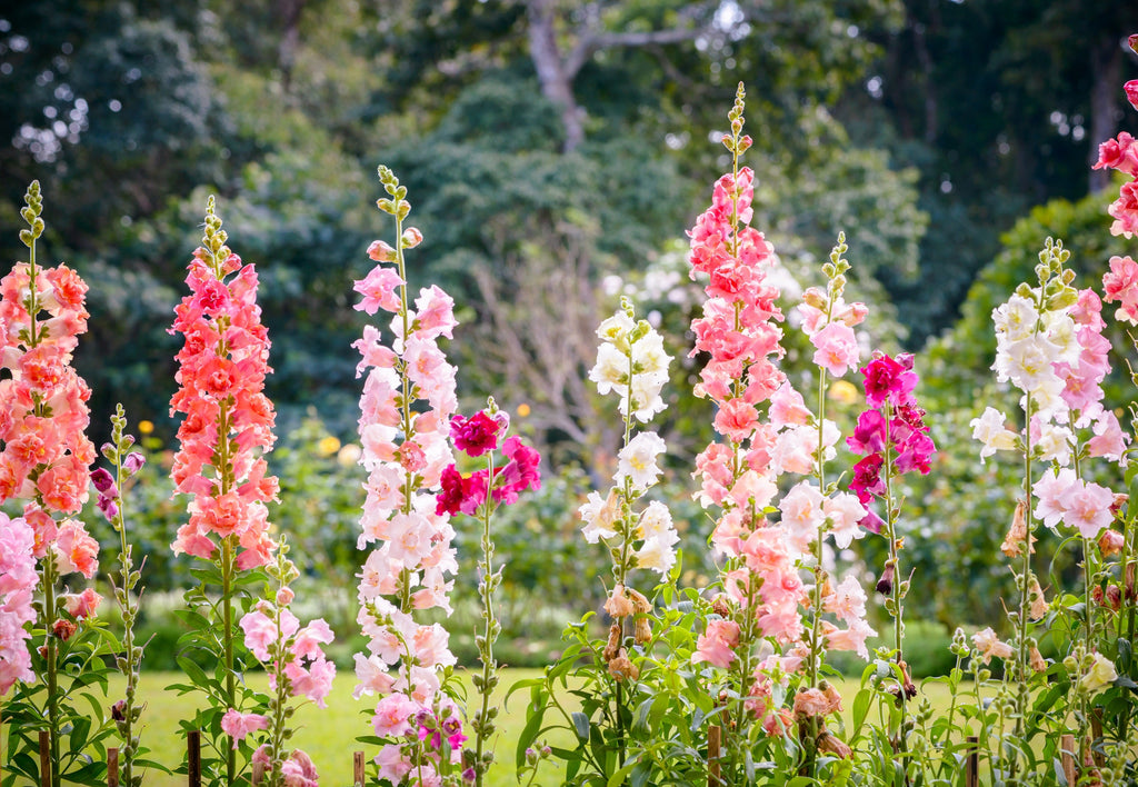 25 Double MADAME BUTTERFLY SNAPDRAGON Mixed Colors Antirrhinum Majus Flower Seeds