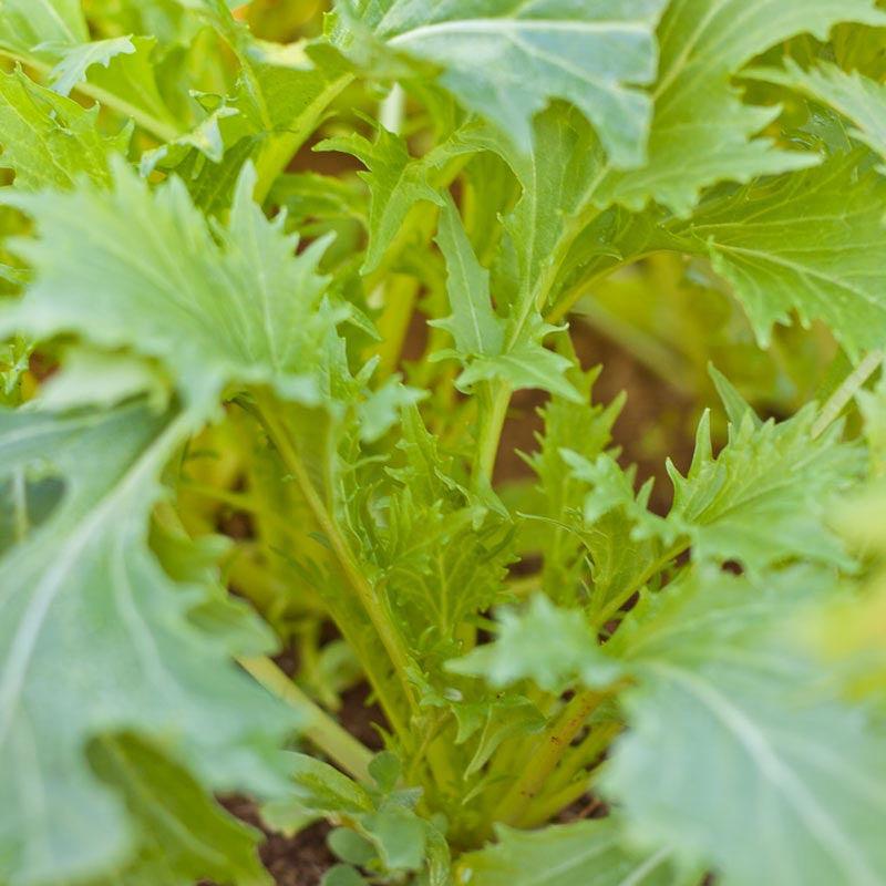 Mesclun Spicy Mix Greens Seeds (Organic)
