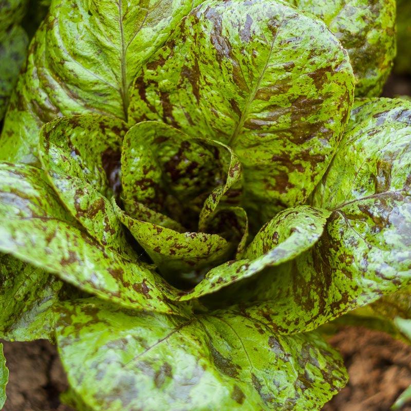 Mesclun Spicy Mix Greens Seeds (Organic)