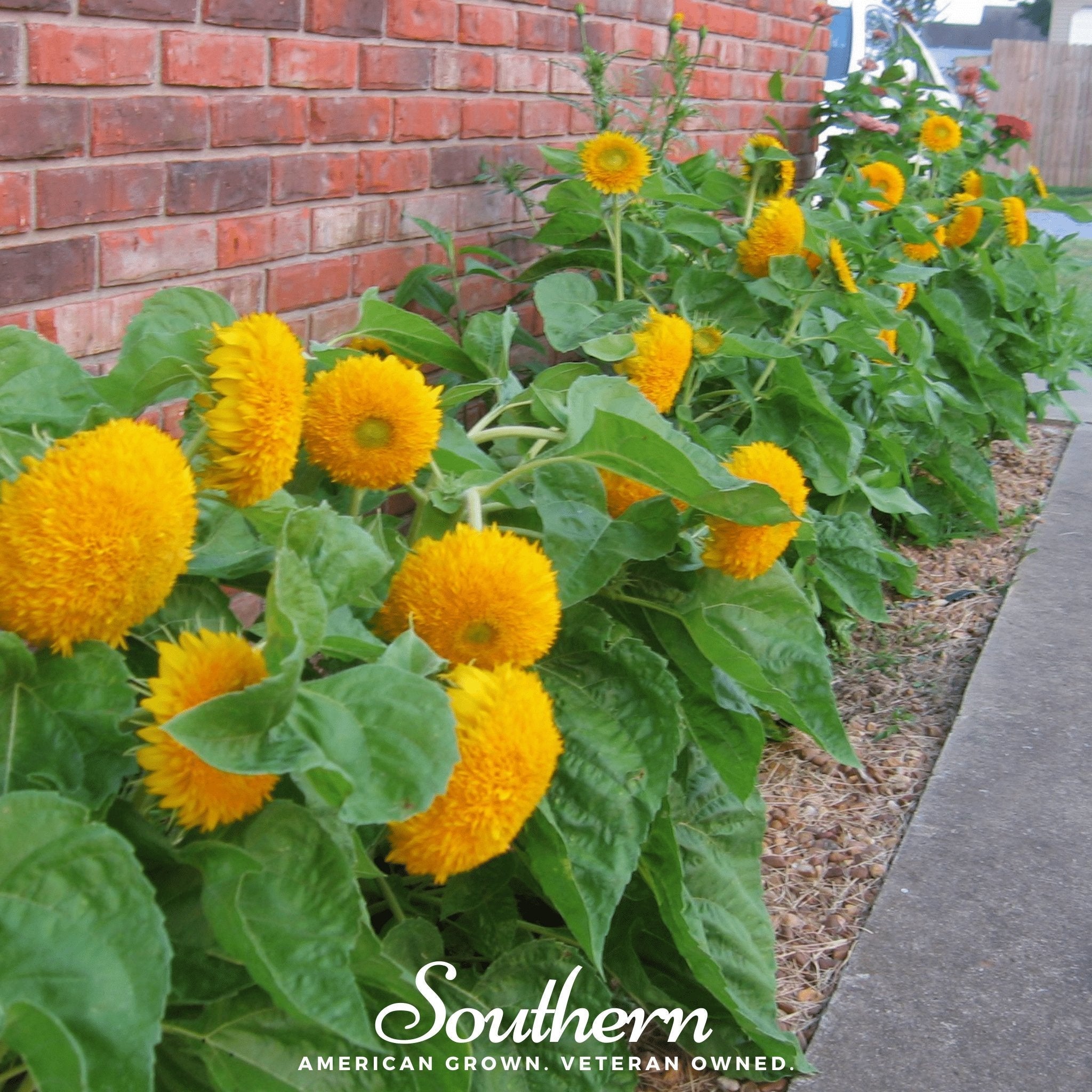 Teddy Bear Dwarf Sunflower – 25 Seeds