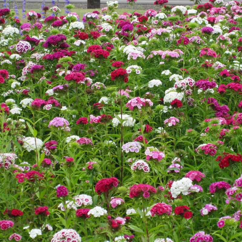 Sweet William (1/4 lb)