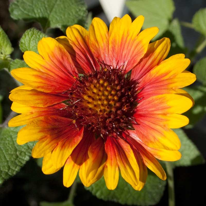 Blanketflower (pack)