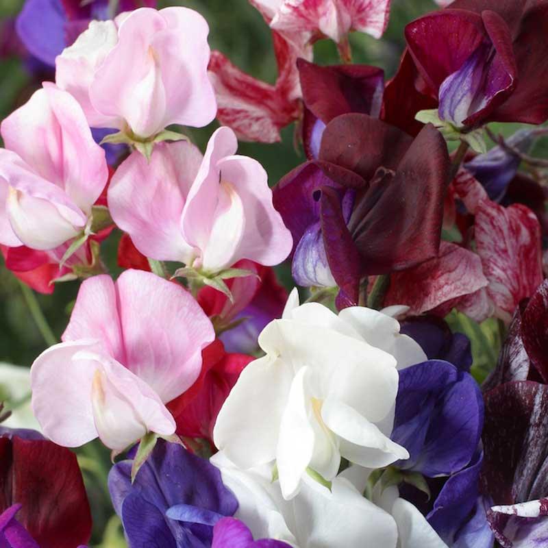 Sweet Pea, Old Spice Mix (1/4 lb)