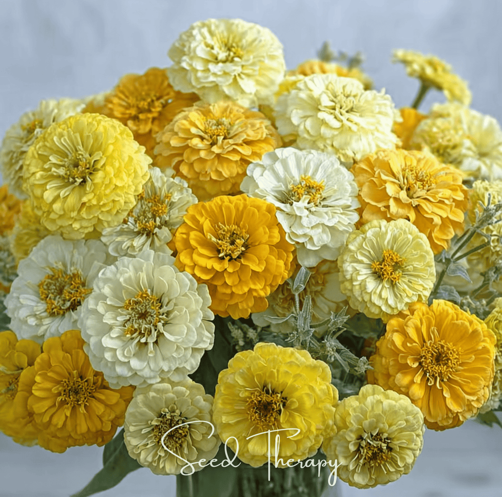 Lemon Meringue Zinnia – 100 Seeds