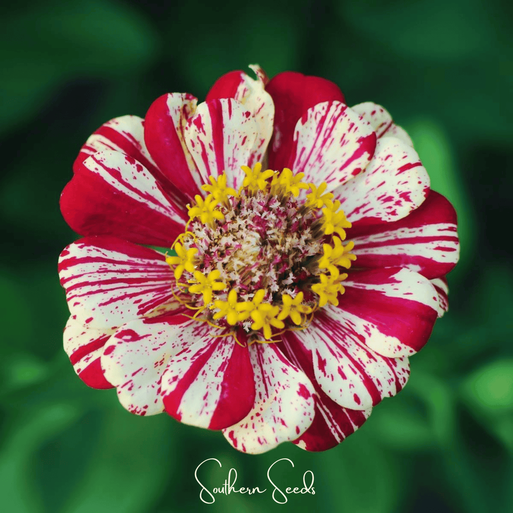 Peppermint Stick Zinnia – 50 Seeds